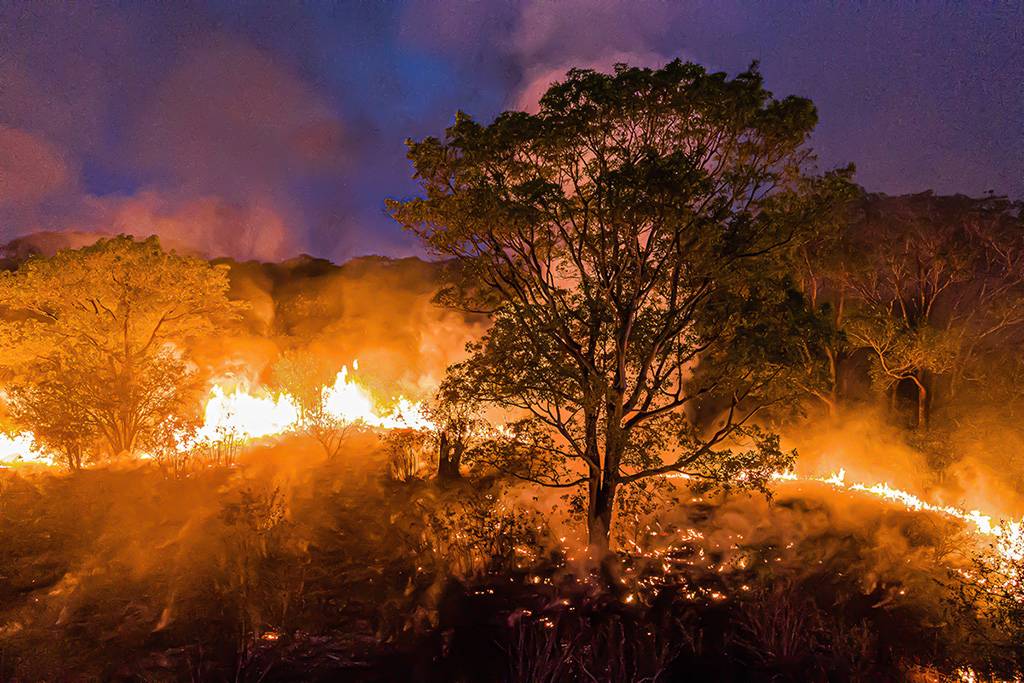 ¡Cuando llora la selva!